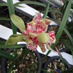 四季常开的极品奇花——水果香兰，带两大芽的养护指南