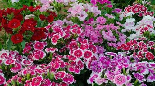 阳台精品之美国石竹 花香袭人，花态优美的养花入门选择