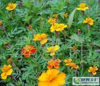 长期供应优质草花、苗木、地被，欢迎新老客户洽谈合作