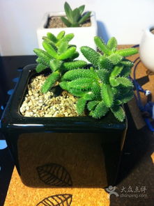 花卉之美——小娜鲜花精品的视觉盛宴