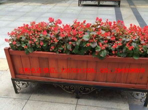 广州市康图花箱厂家 专业生产户外花箱、木花槽与水果批发