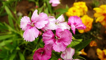 春日花卉与水果的芬芳絮语