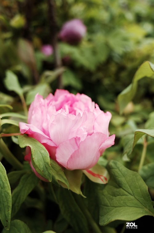 花卉随拍 189 捕捉自然的诗意瞬间