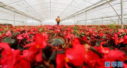 江苏海安 以科技创新领跑现代农业，水果产业迈向智慧化