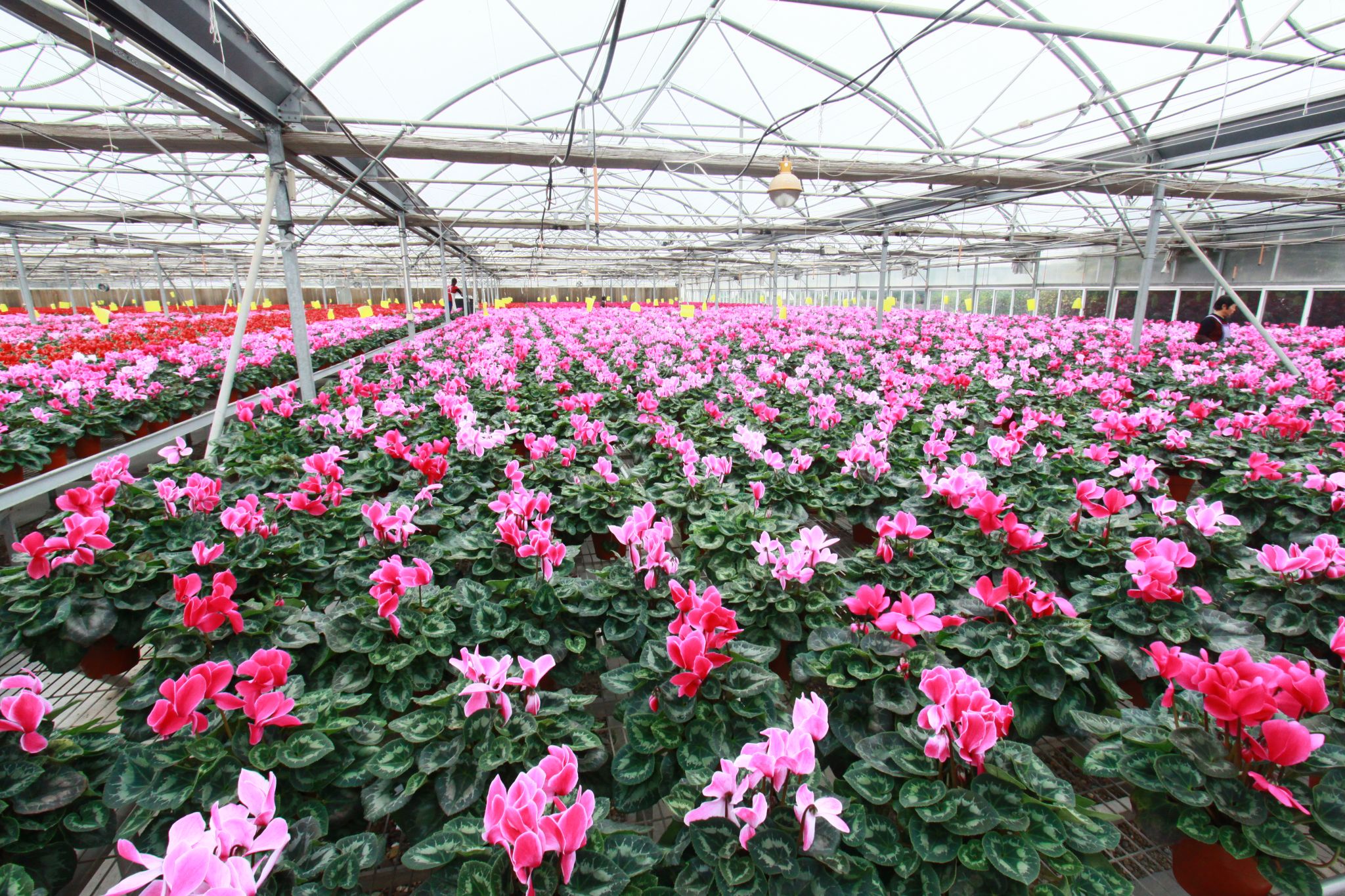 科技赋能仙客来绽放“花样经济”，水果产业迎来新机遇