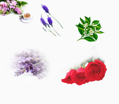 探寻自然之美 从花卉到水果的数字艺术宝藏