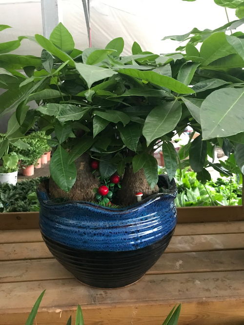 深圳南山专业绿植租摆公司 花卉绿植与水果的完美融合