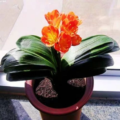 君子兰 室内室外的四季芳华