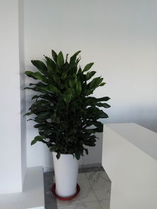 天津绿植租赁与花卉租摆服务 为您的办公室注入自然活力