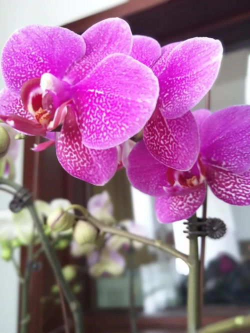 和润农业精品花卉与当季水果火热同步销售