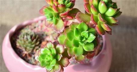 盘锦绿馨花卉 点亮家庭生活的自然艺术