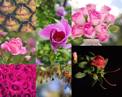 花影果香 玫瑰与水果的摄影美学