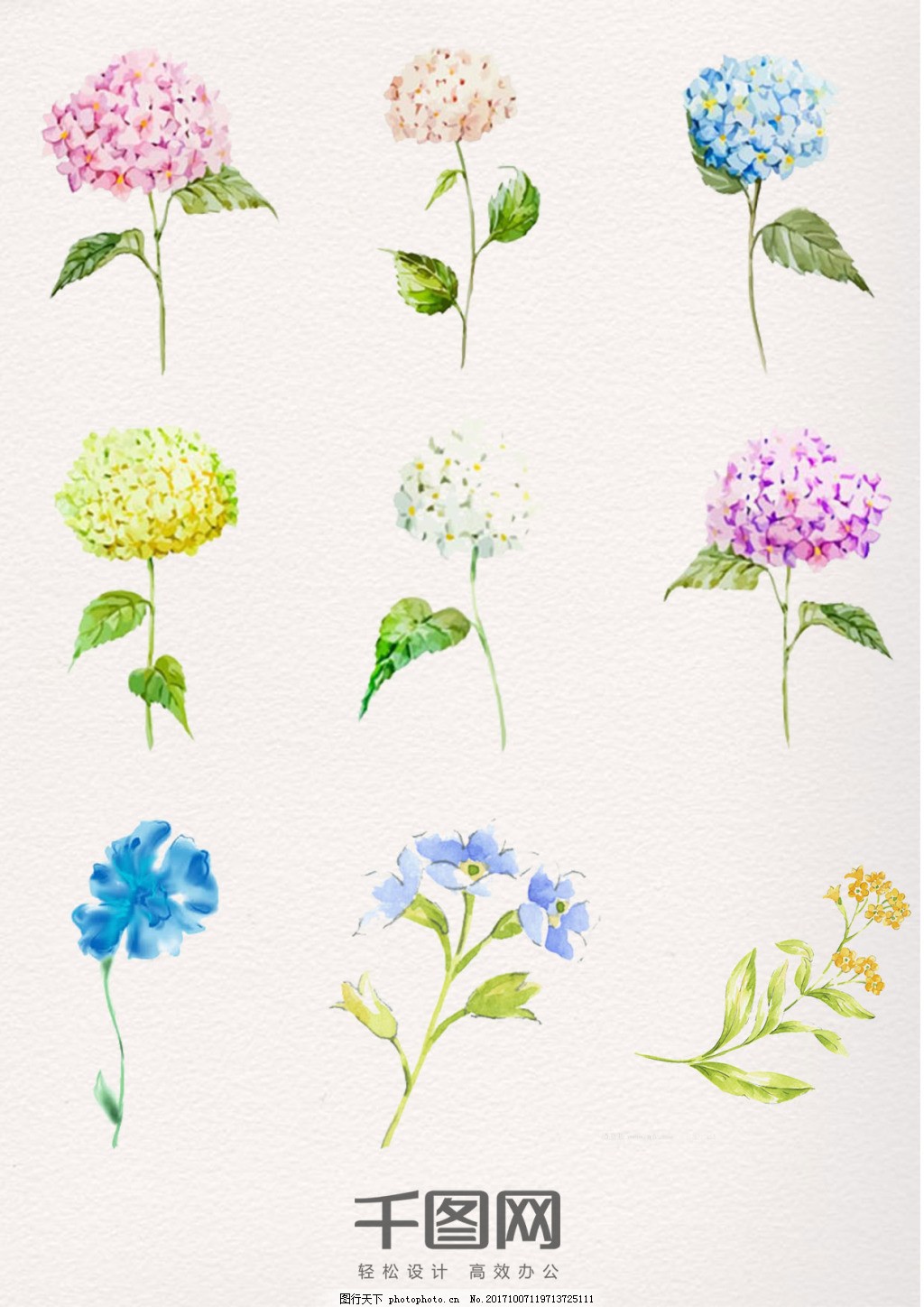 水彩植物花卉与水果的迷人世界