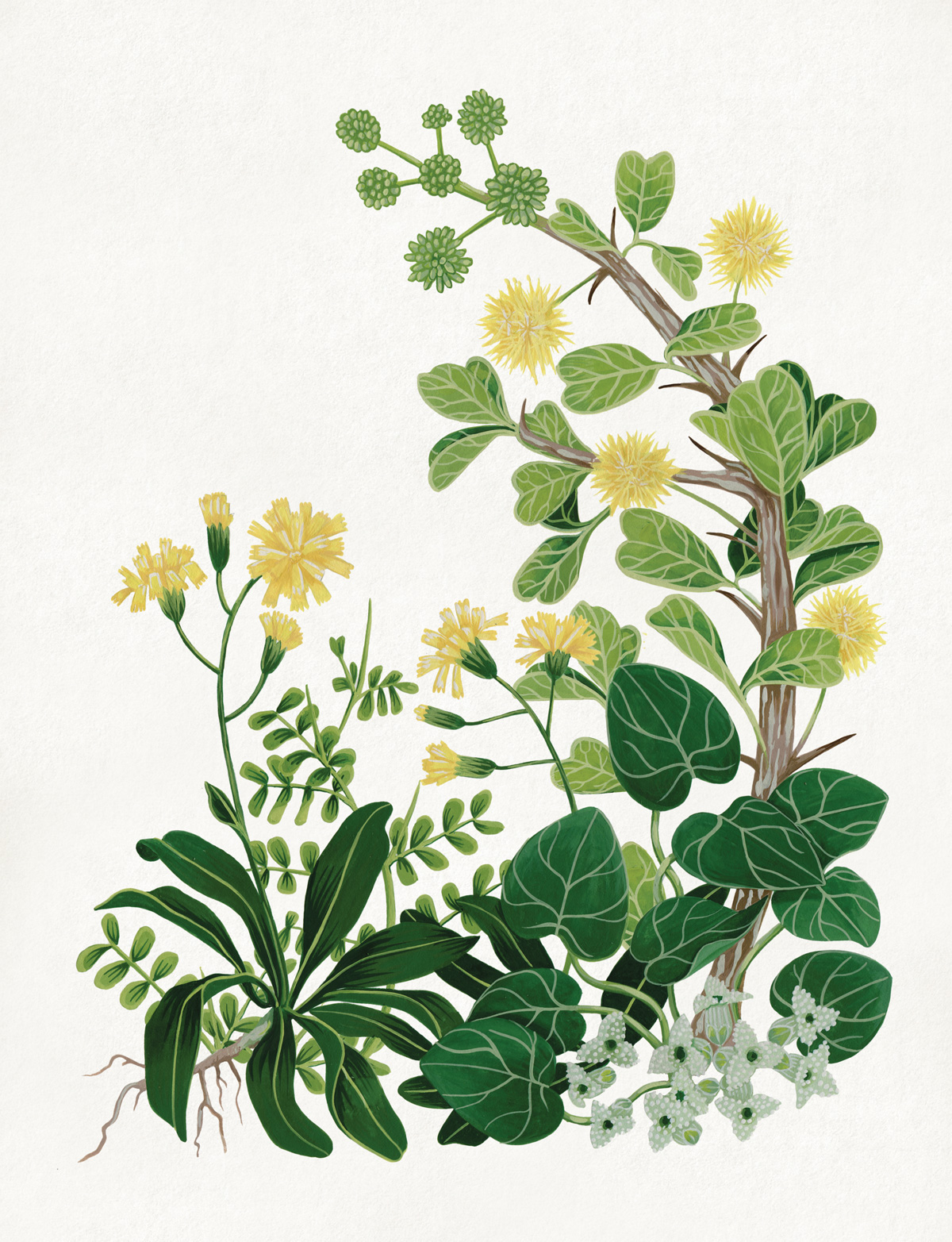 插画欣赏 花卉与水果的写生之美