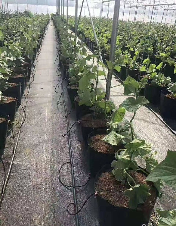 果树下盖草布的好处 专业养殖户为何选择生态防草布？